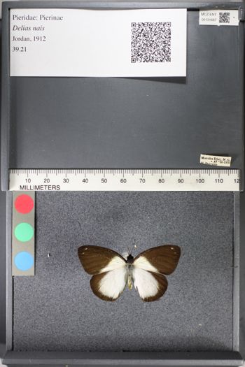 Media type: image;   Entomology 131687